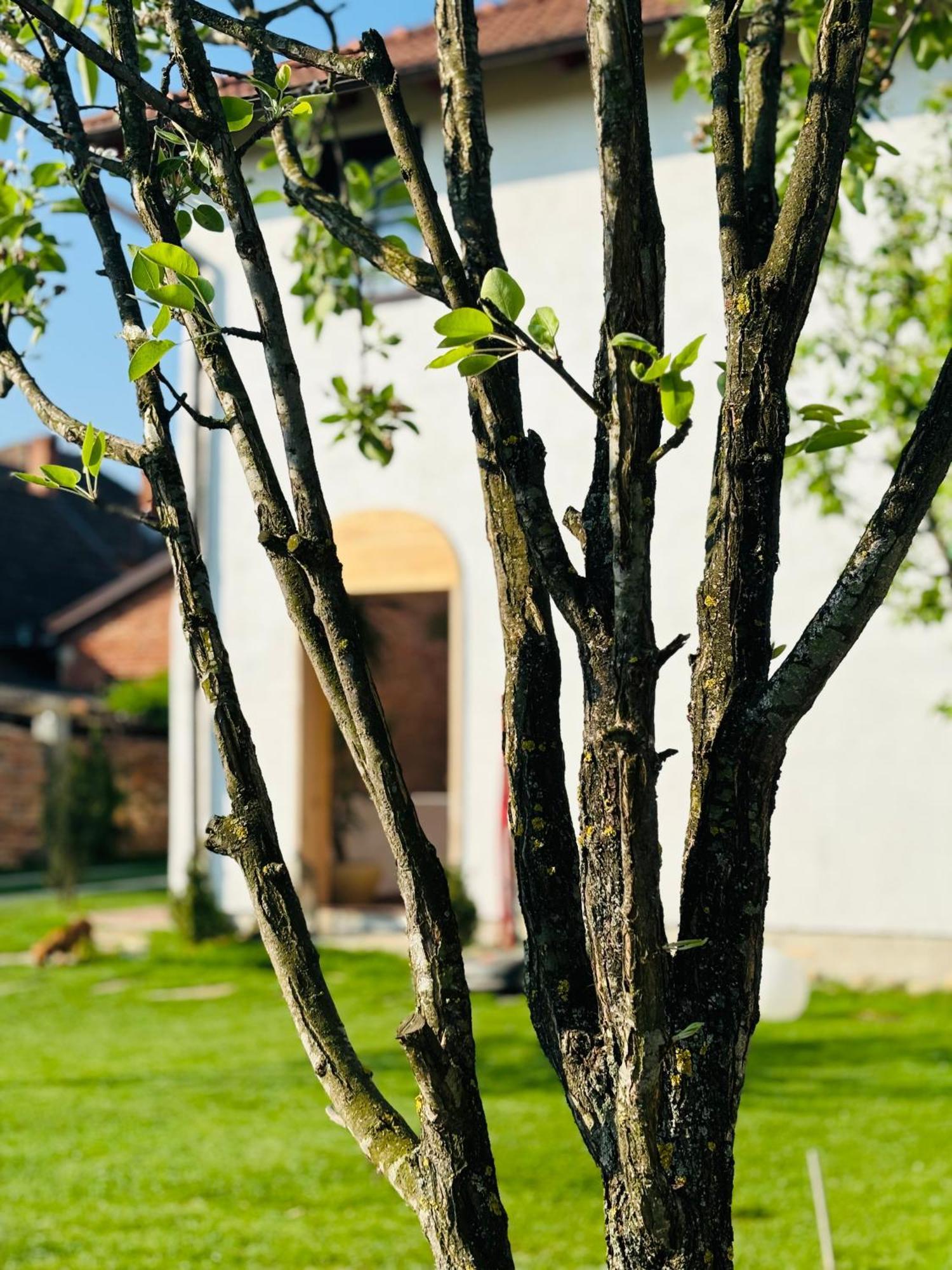 Elma Guesthouse Alba Iulia Exteriör bild